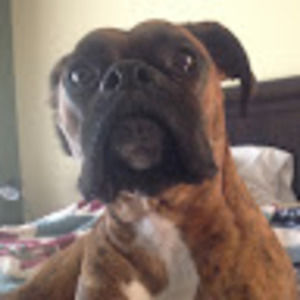 Meet your Posher, Grace